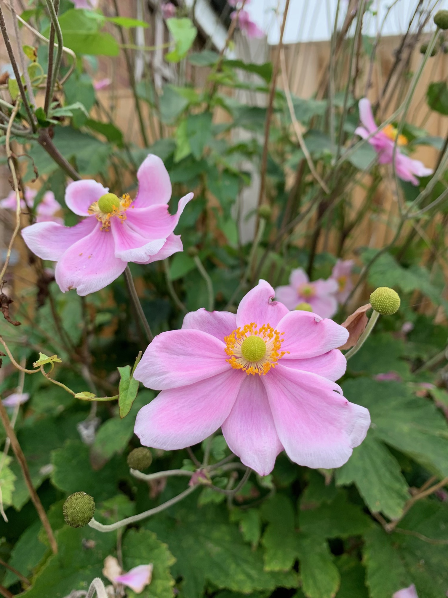 Angela Thorne, a professional counsellor based near Ashford, Kent, in a warm and welcoming counselling space